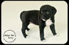 Betty Puppy