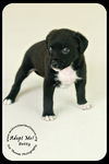 Betty Puppy
