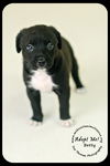 Betty Puppy