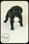 Betty Puppy