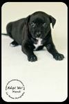 *Mandi Puppy