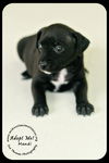 *Mandi Puppy