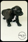 *Mandi Puppy