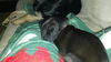*Mandi Puppy