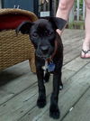 *Mandi Puppy