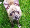 Roxi Puppy