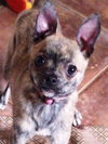 Roxi Puppy