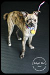 Roxi Puppy