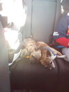 Roxi Puppy
