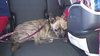Roxi Puppy