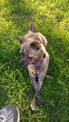 Roxi Puppy