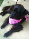 Bitsy
