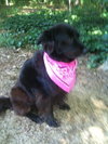 Bitsy
