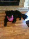 Bitsy