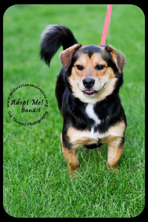 Bandit