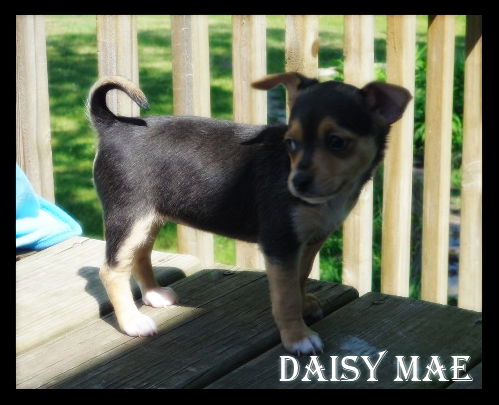 Daisy Mae