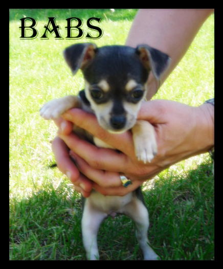 Babs Puppy