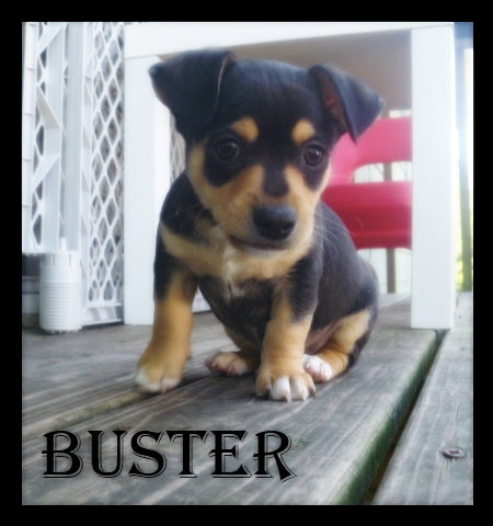 Buster Puppy