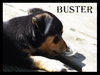 Buster Puppy