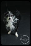 Widget