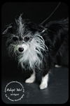 Widget