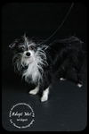 Widget