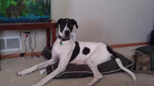 Huck