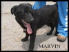 Marvin