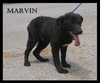 Marvin