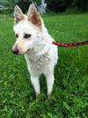 Gidget
