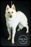 Gidget