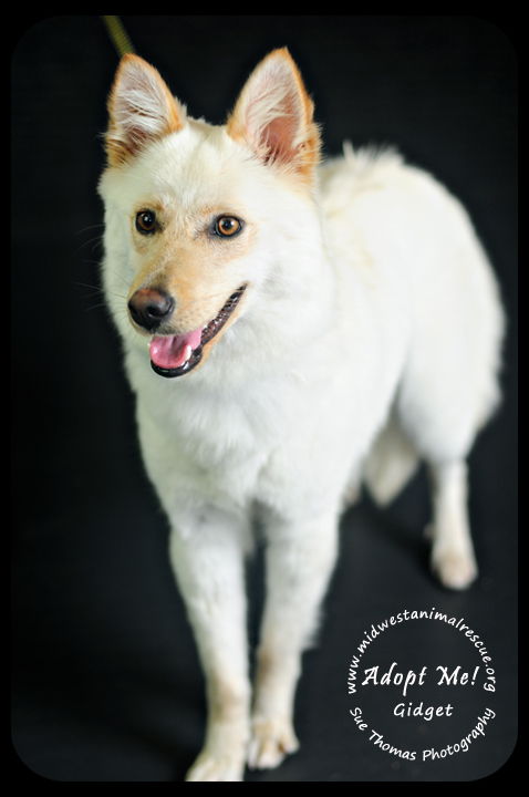 Gidget