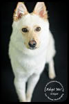 Gidget