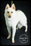 Gidget