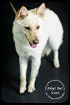 Gidget