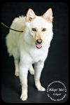 Gidget