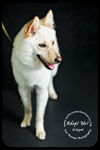 Gidget