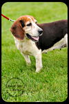 Bailey