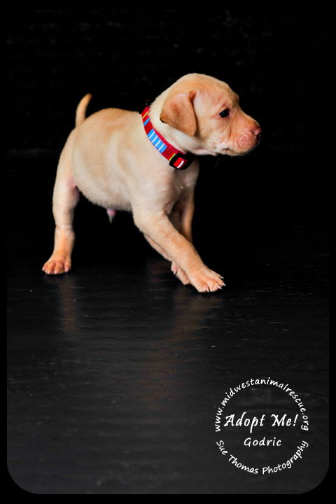 Godric