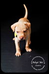 Godric