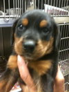 Atlas-puppy