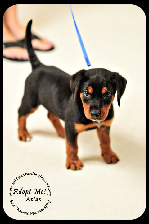 Atlas-puppy