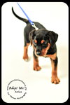 Atlas-puppy