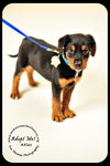 Atlas-puppy