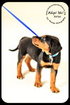 Atlas-puppy