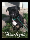 Starlight