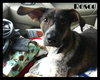Rosco Puppy