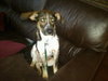 Rosco Puppy
