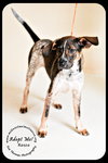 Rosco Puppy