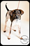Rosco Puppy
